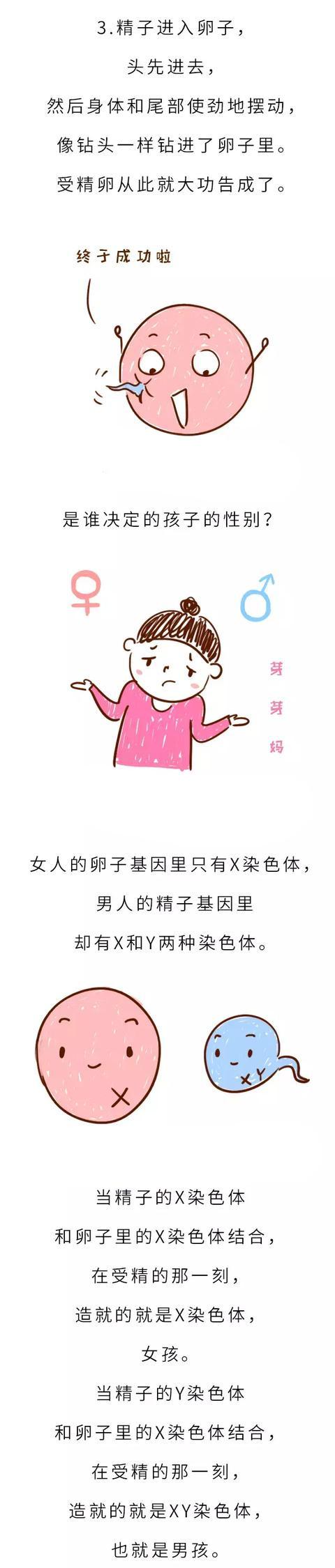 胎儿性别是受精那一刻就决定了，还是后来才决定的呢？