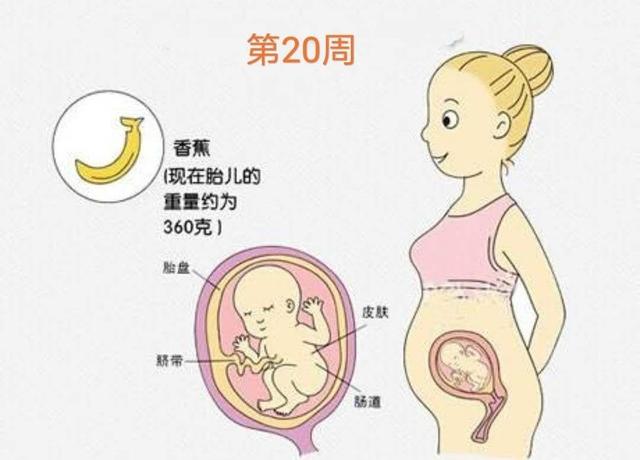 怀孕5个月的胎儿会是什么样子呢？怀孕5个月孕妈妈肚子有多大？