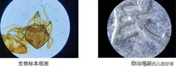 一根头发都能玩好久！实物+标本2种观测方式，满足孩子所有好奇心
