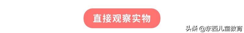 一根头发都能玩好久！实物+标本2种观测方式，满足孩子所有好奇心