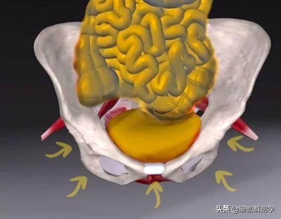 关乎女人一生幸福的盆底肌，该如何修复？