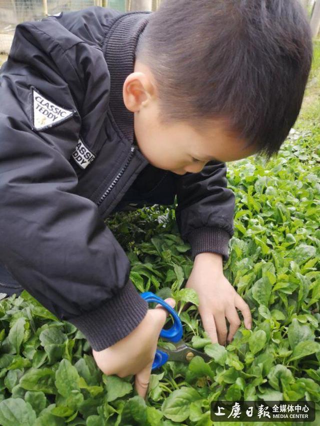 华维文澜幼儿园开展“爱在春天，野菜正当时”阳光午餐活动