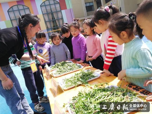 华维文澜幼儿园开展“爱在春天，野菜正当时”阳光午餐活动