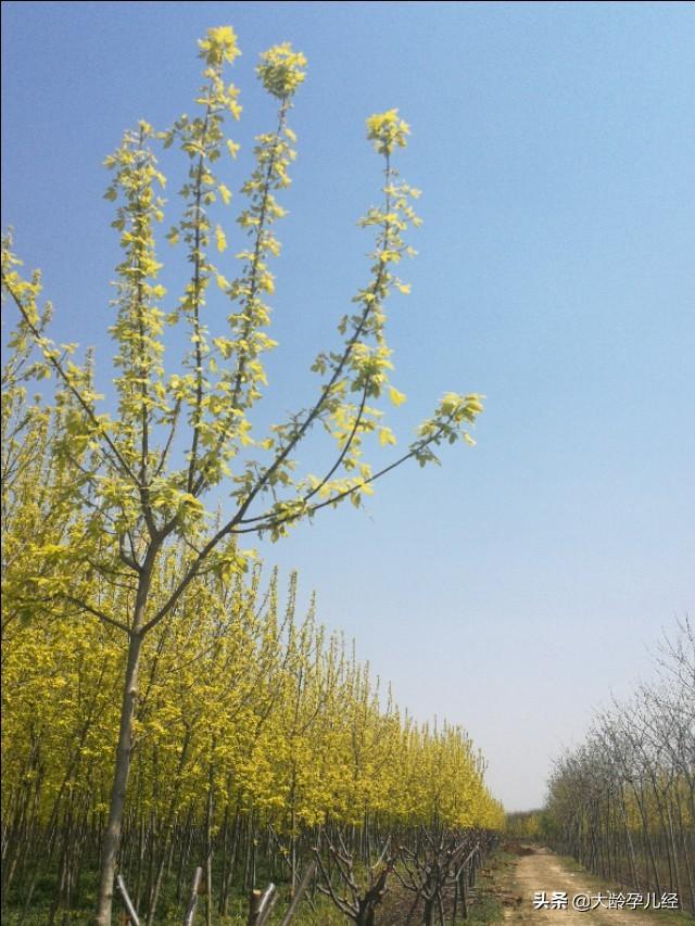三个月的宝宝，注意培养最后一项能力很重要
