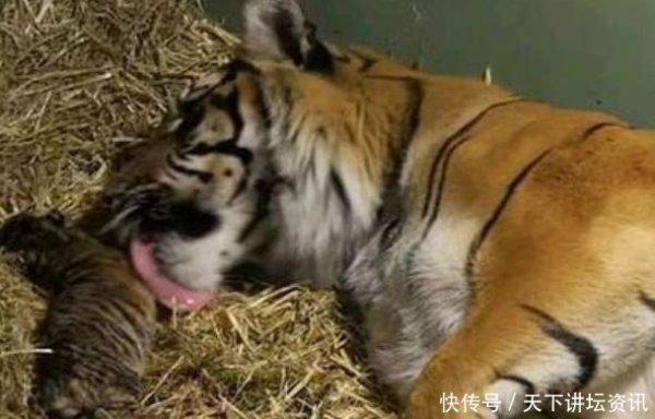 老虎生下宝宝后竟然这样做，饲养员看后，忍不住哭了起来