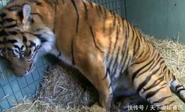 老虎生下宝宝后竟然这样做，饲养员看后，忍不住哭了起来