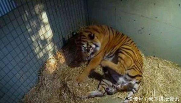 老虎生下宝宝后竟然这样做，饲养员看后，忍不住哭了起来