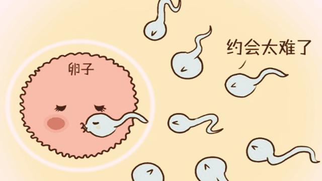 备孕期间,没中奖的千万“小蝌蚪”都到哪去了?不外乎这3种结局
