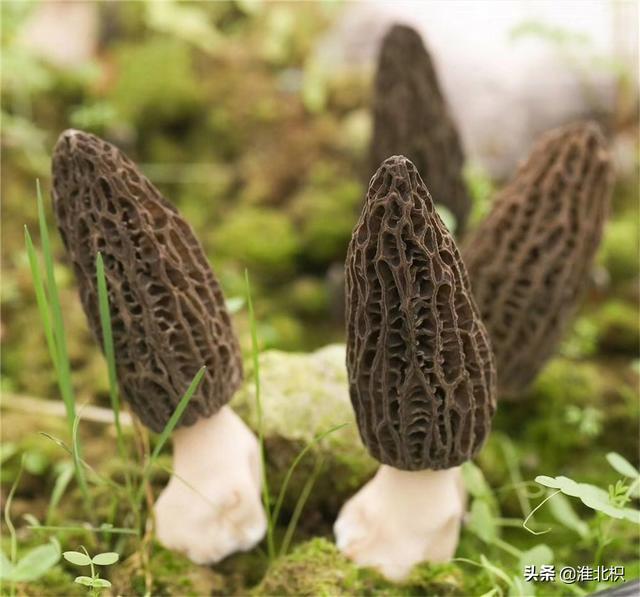 这道菜最适合小孩了 家有宝贝的有福喽