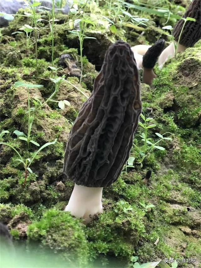 这道菜最适合小孩了 家有宝贝的有福喽