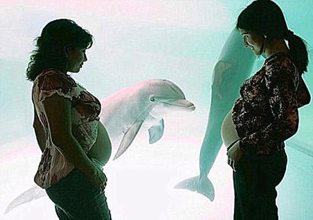 海豚喜欢蹭孕妇肚子是什么原因？专家一针见血：这可真是天然B超