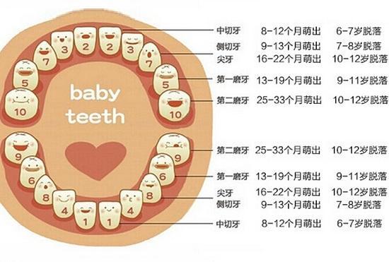 儿童换牙：儿童换牙注意事项，儿童换牙顺序图
