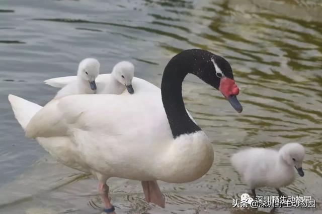 宝贝儿，你是我甜蜜的负担！