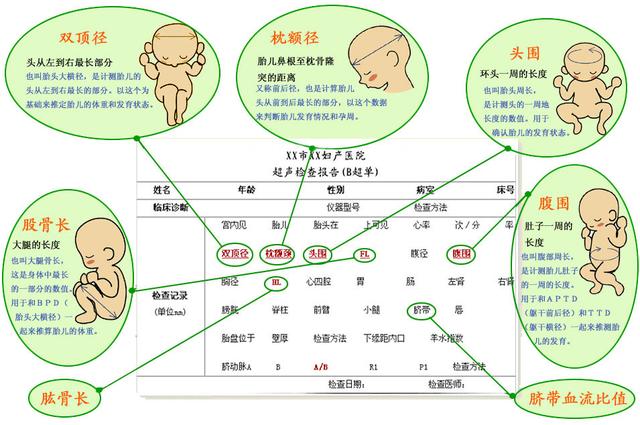 有了这张图，你的孕期B超图，分分钟看懂