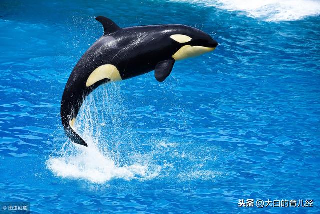 父母如何轻松养育孩子？＂鲸鱼教育法”告诉我们，适当奖励是关键