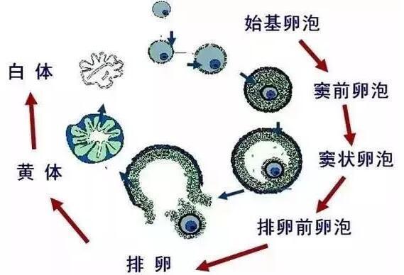 女人备孕时，早了解“卵泡”常识，可帮你“一次就中”！