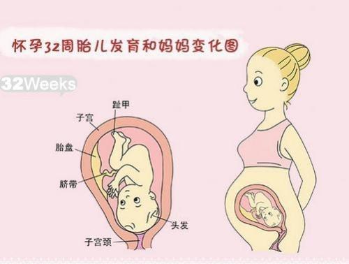 怀孕32周胎儿长什么样儿？孕32周宝宝在妈妈都会些什么呢？