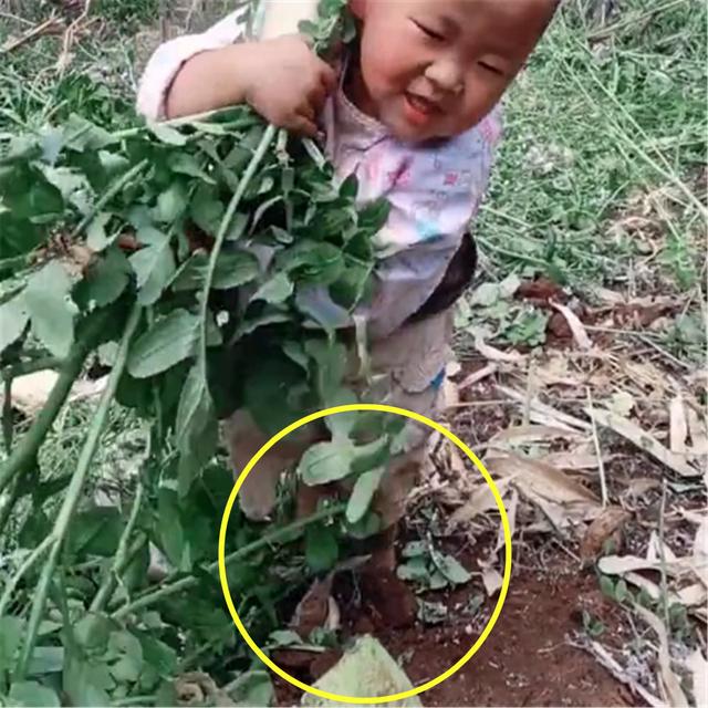 农民的孩子早当家：宝宝看见萝卜非要带回家，双脚让人深思