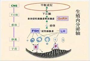 随诊笔记 | 吃了紧急避孕药，2～3年不能怀孕！真的吗？