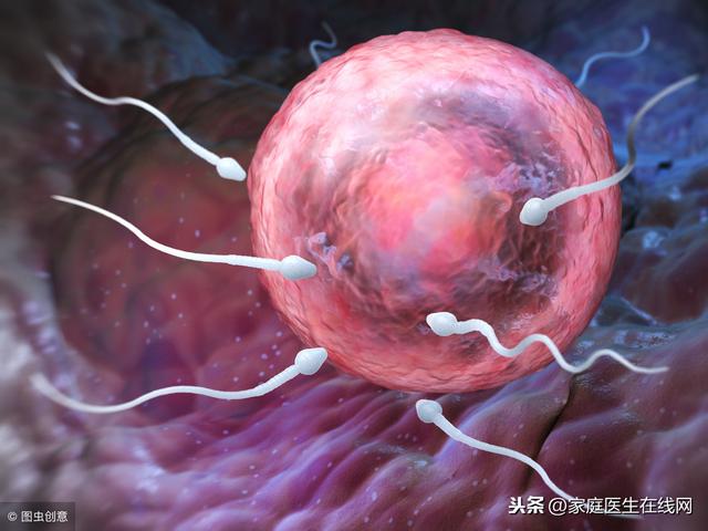 精子是如何与卵子结合的？突破3大关卡，需能力与运气兼备