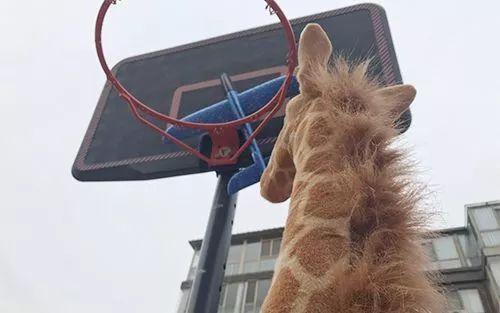 千万不要给孩子买长颈鹿,不然。。。哈哈哈哈哈哈哈哈