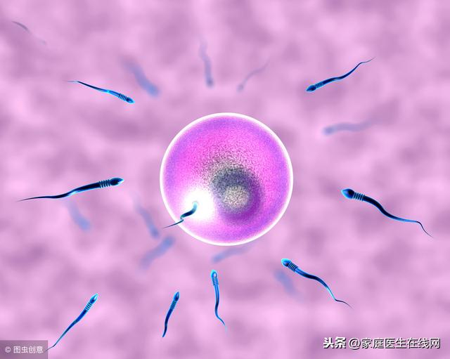 精子是如何与卵子结合的？突破3大关卡，需能力与运气兼备