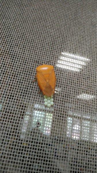 记住，千万别让孩子用手碰臭屁虫，皮肤溃烂、眼睛失明