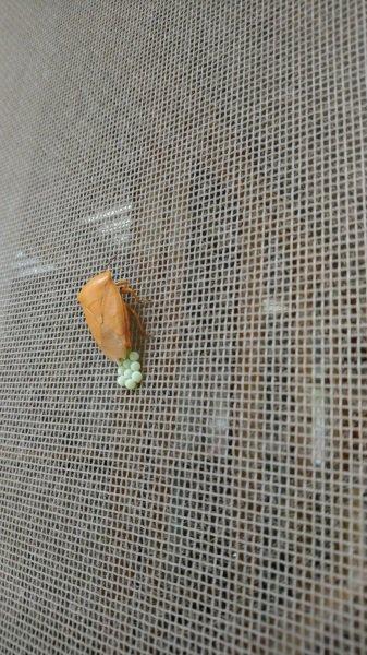 记住，千万别让孩子用手碰臭屁虫，皮肤溃烂、眼睛失明