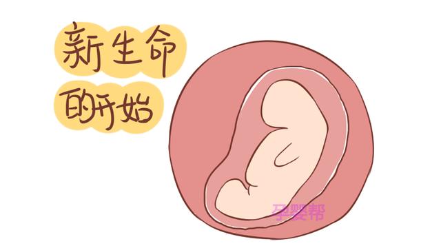 怀孕到这一周，胎儿的胎位基本就固定了，准妈记得按时做产检哦