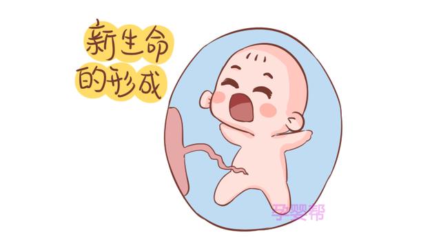 怀孕到这一周，胎儿的胎位基本就固定了，准妈记得按时做产检哦