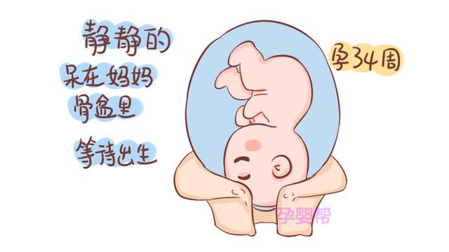怀孕到这一周，胎儿的胎位基本就固定了，准妈记得按时做产检哦