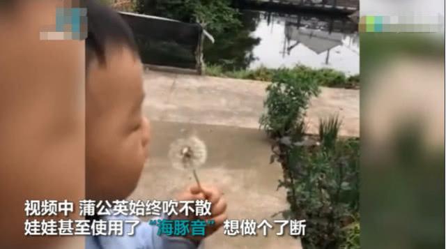 小朋友想用“海豚音”吹散蒲公英，未成功后干脆吃了它
