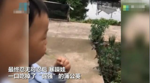 小朋友想用“海豚音”吹散蒲公英，未成功后干脆吃了它