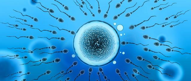 「脑洞科普」没遇上卵子的精子去哪了？可能比你想象的还惨一点