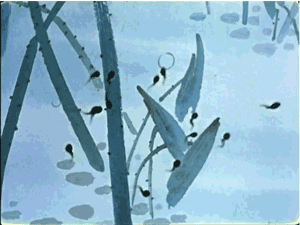 经典绘本 | 《小蝌蚪找妈妈》