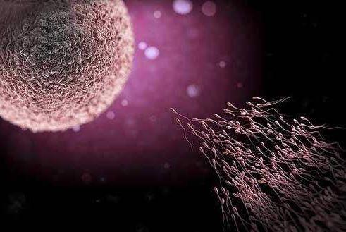 卵子如果没有和精子结合,那么卵子去哪里了?别害羞,不妨了解