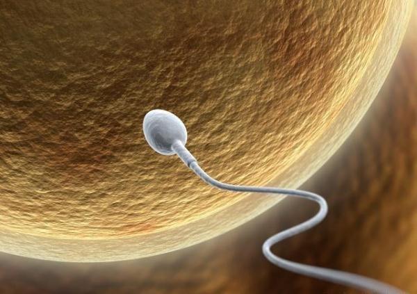 卵子如果没有和精子结合,那么卵子去哪里了?别害羞,不妨了解