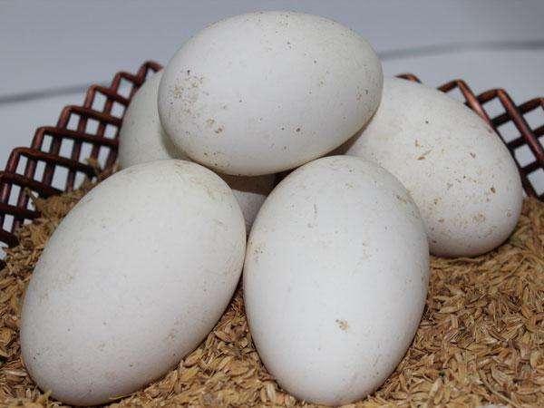 怀孕后, 孕妇可以吃这四种“食物”, 这有助于生出“高面值”的宝宝