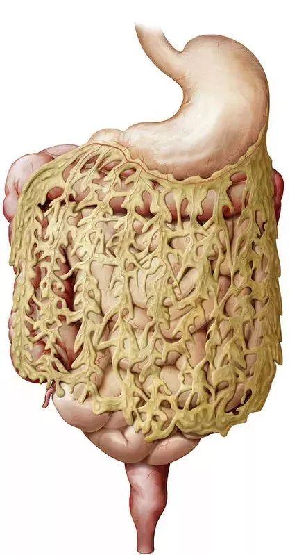 肚子上的肥肉特别难减？可能是你妈怀你的时候饿着了