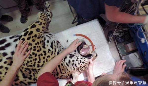 花豹难产被送医院，醒来发现肚兜不见不敢出门见同伴