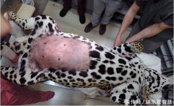花豹难产被送医院，醒来发现肚兜不见不敢出门见同伴