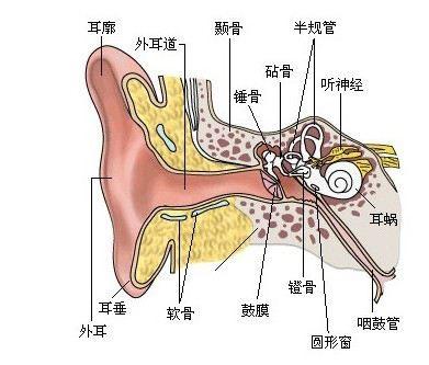 孩子游泳后耳朵疼，是得中耳炎了吗？