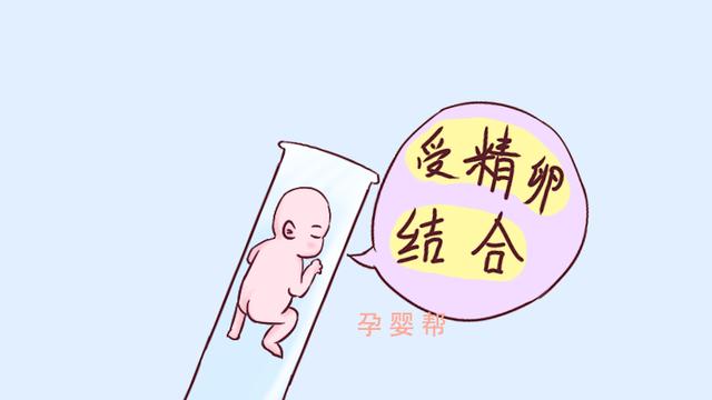 试管婴儿和正常人最大的差别，不是寿命的长短，而是这一点