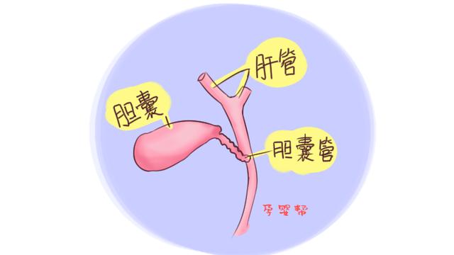 22岁的宝妈刚出月子就要切除胆囊，原因竟和月子期吃鸡蛋有关