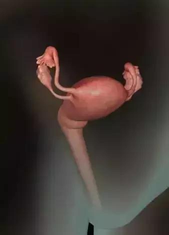 胎宝宝在肚子里的神奇变化，看完太让人激动了！