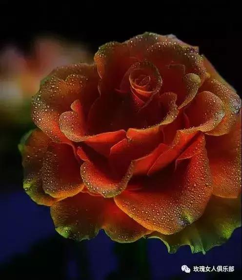 愿你拥有玫瑰人生