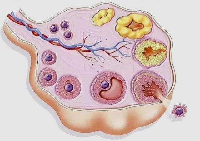 月经正常，可总是怀不上，问题可能出在这两点上