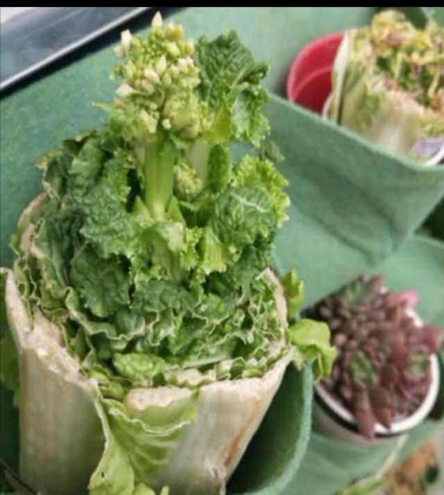 幼儿园老师让带盆栽，最后一个小朋友你带的这是啥？