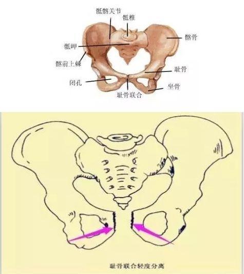 二胎宝妈耻骨疼痛厉害？究竟是什么原因引起的耻骨疼痛呢？