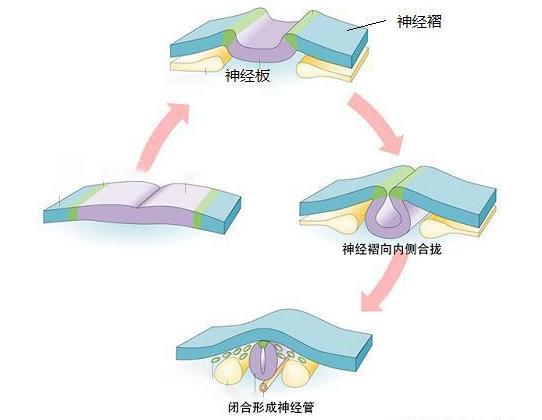 叶酸什么时候吃最好？怀孕了再补还来得及吗？满足这个条件就可以